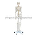 Medizinische Anatomie Mini-Skelett (85CM) menschliches Skelett
